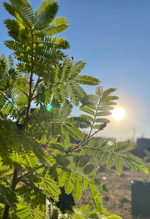 On the botanical sect of Mimosa hostilis