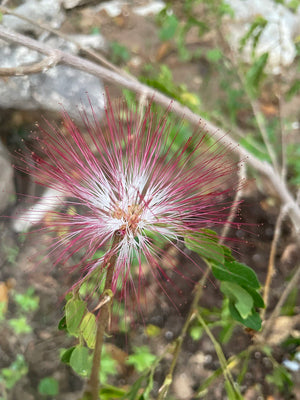 Bobinsana - Calliandra angustifolia