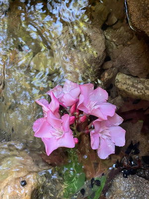 On the Sabbatian origin of the Tu BiShvat seder