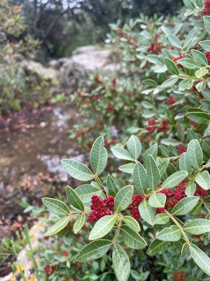 Shevat - Rosh Hashanah for Ilanot and Songs of the Sabbath Sacrifice