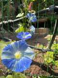 A case of climbing plants