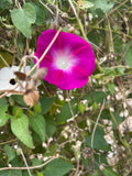 A case of climbing plants