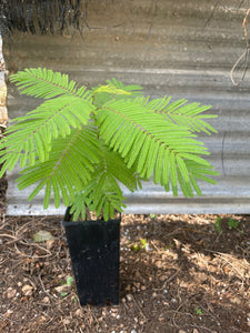 Anadenanthera peregrina – Yopo (plant)