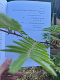 Botanical Journal: Mimosa Hostilis